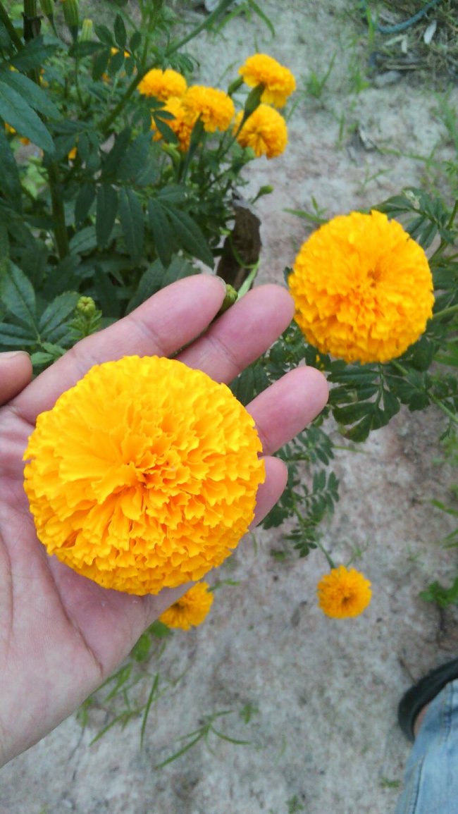  ขายส่งดอกดาวเรือง ชลบุรี (มีต้นขาย) จากสวนโดยตรง ทั้งสีส้มและสีเหลือง