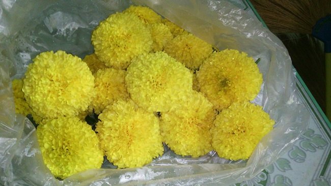 ขายส่งดอกดาวเรืองจากสวน มีต้นดาวเรืองขาย แถวๆนิคมปิ่นทอง ชลบุรี